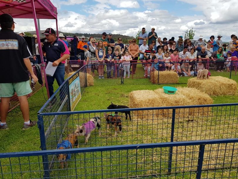Pigs in a pen and crowd at Goulburn Show.