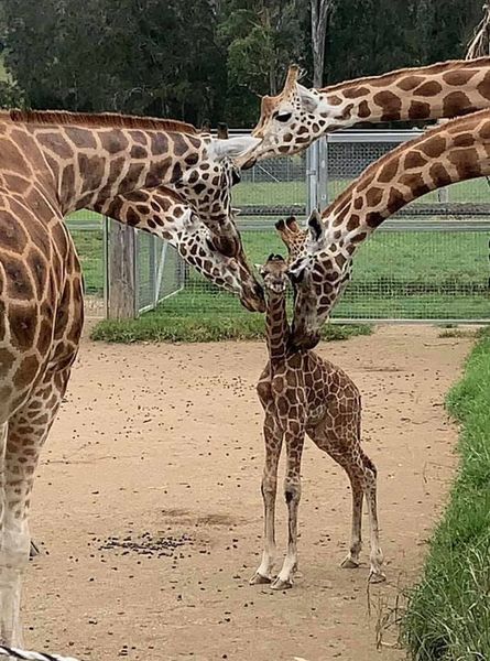 Baby giraffe surrounded by adult giraffes at Mogo Wildlife Park.