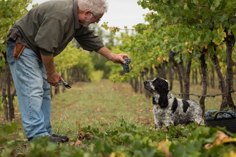 Geoff Burton with a cocker spaniel dog in his vineyard.