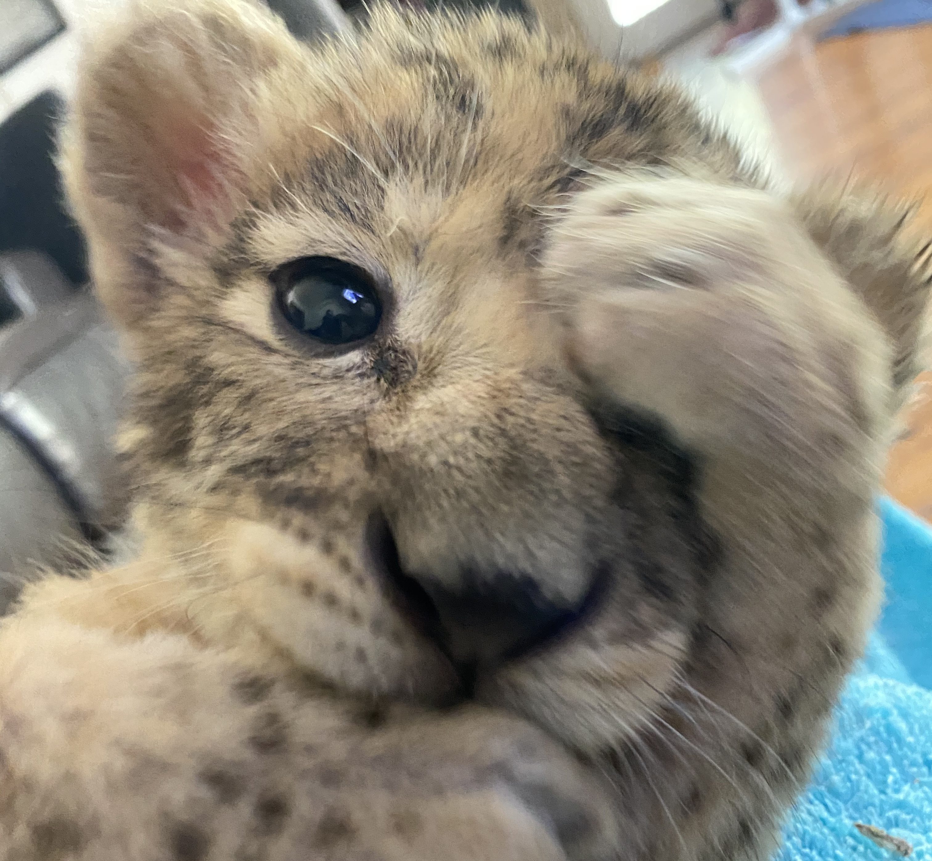 Exclusive: Mogo Wildlife Park names adorable orphan cubs