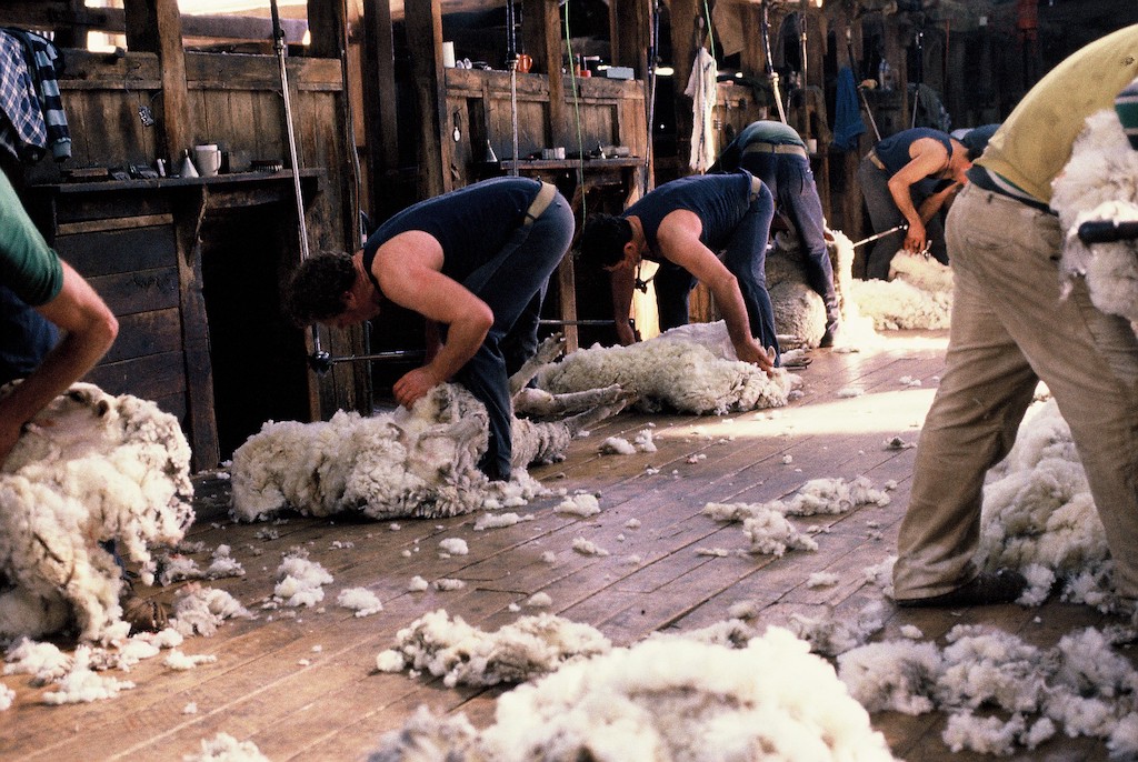 ‘Farmers are not listening’: Disgusted shearers walk from industry