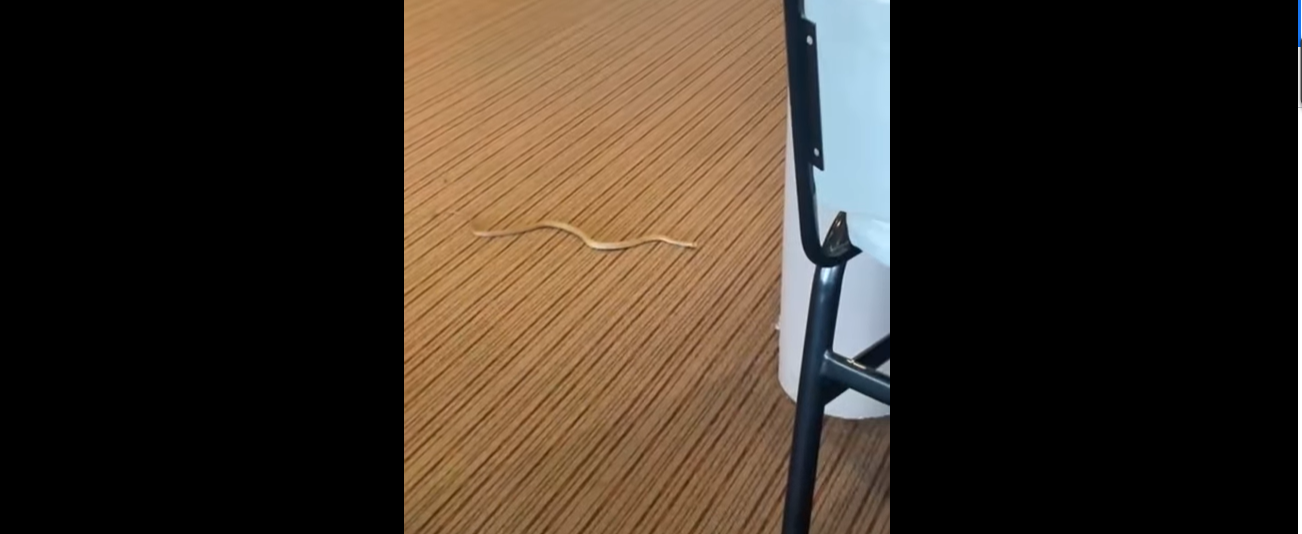 Watch: Brown snake slithers into Jindabyne Bowling Club