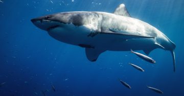 Explainer: Why shark activity has increased along NSW South Coast