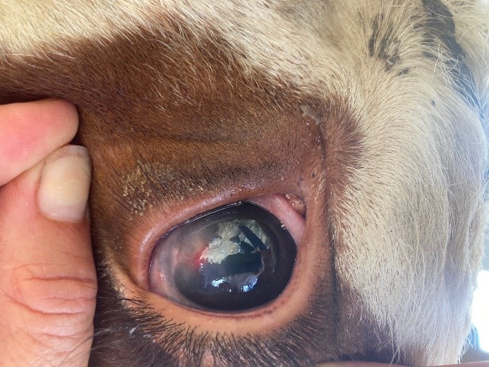 A cow with grass seed in eye.