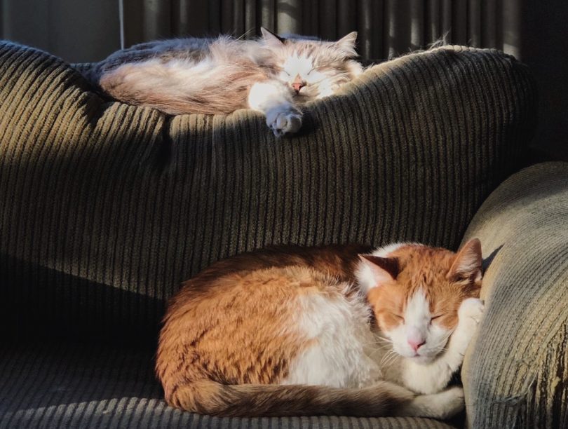 Two cats sleeping on couch.