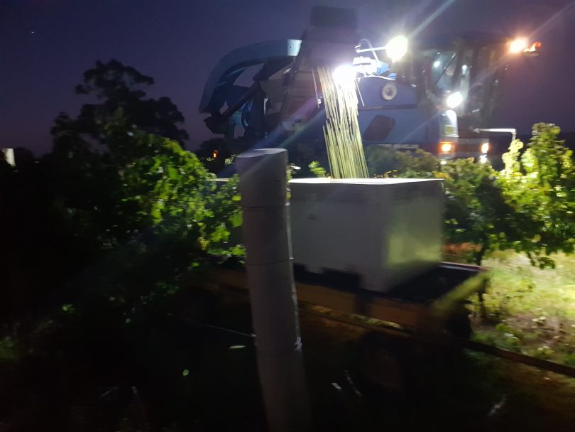 Mechanical harvester picking grapes at night at Freeman Vineyards.