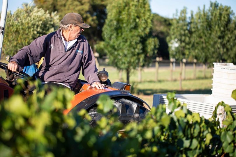 Man on tractor in vineyards at Grove Estate.