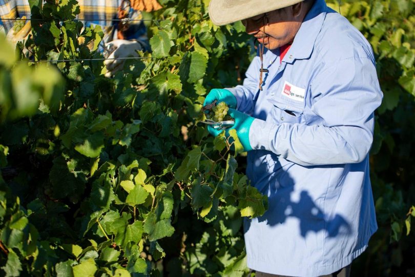 Man handpicking grapes at Grove Estate.