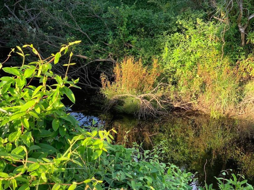 Weeds in Mogo Creek