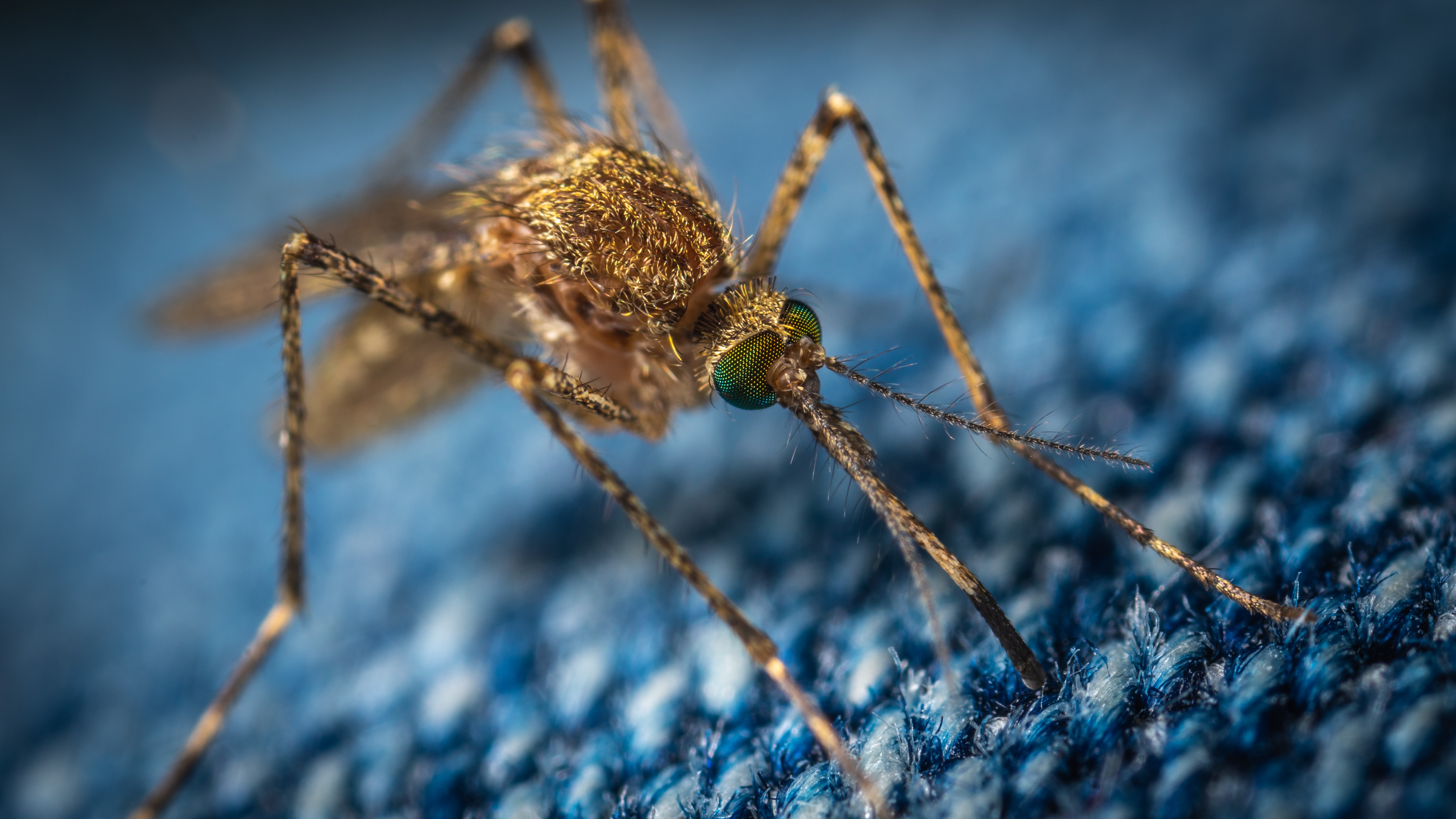 Suspected outbreak of Ross River Fever and Barmah Forest Virus in southern NSW