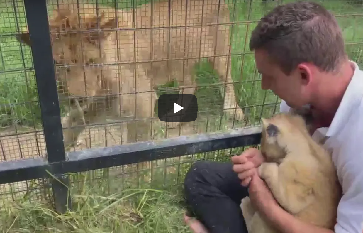 See the adorable moment Mogo's youngest cub met her half-brother