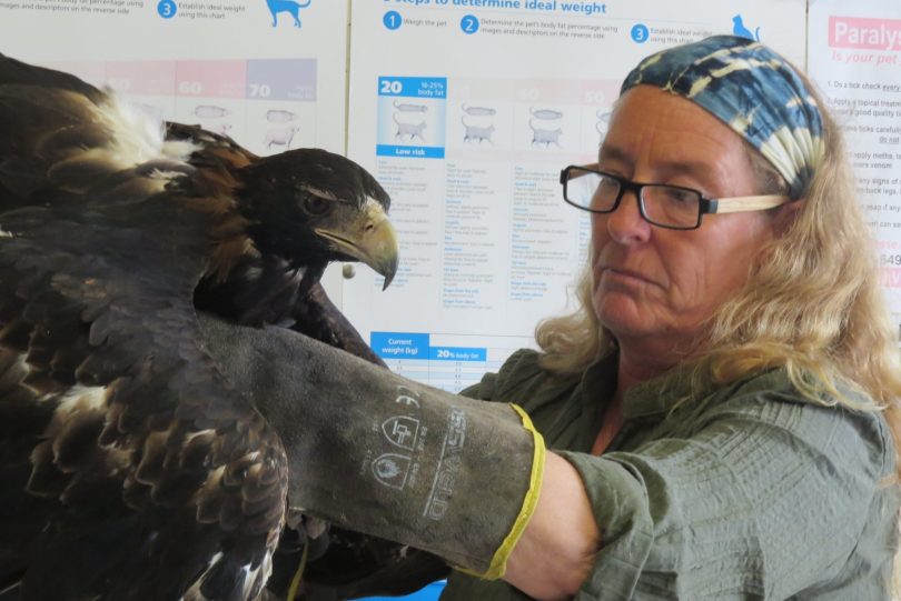 Goldie Fulton holding wedge-tailed eagle.