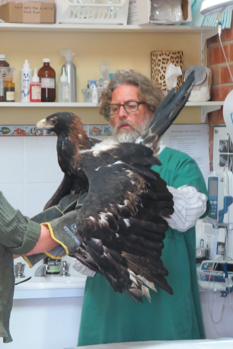 Dr Carl von Schreiber holding injured wedge-tailed eagle.
