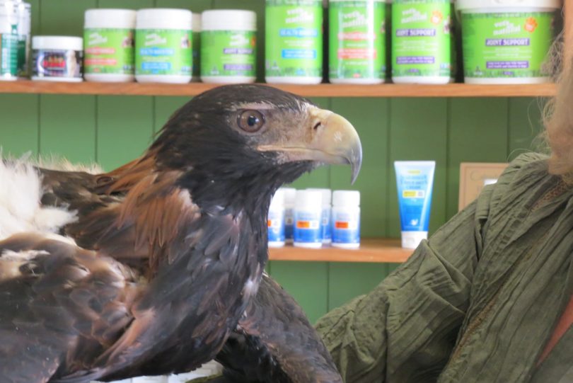 Rescued wedge-tailed eagle.
