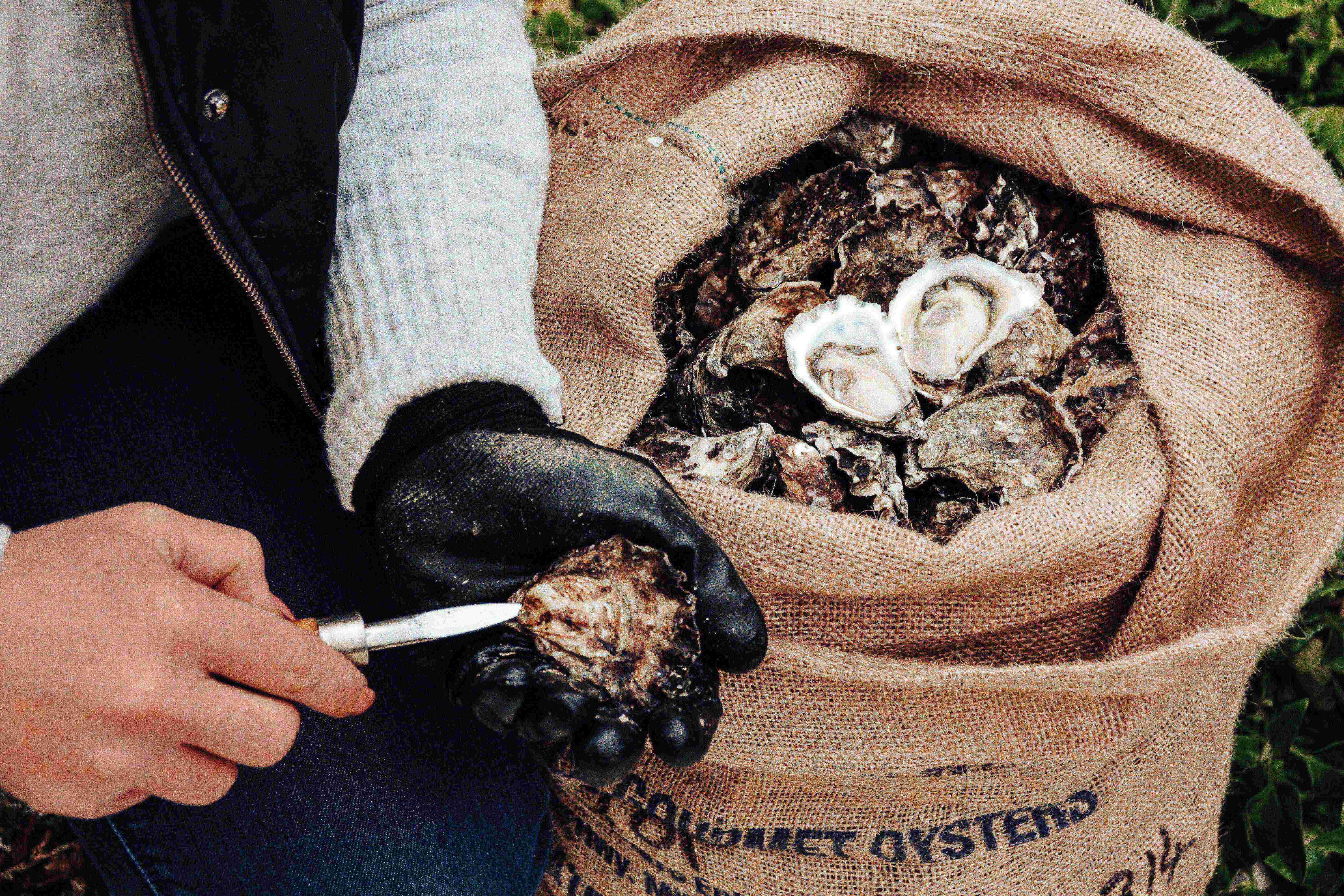 Oysters off the Easter menu for many after devastating floods