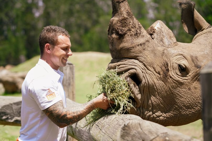 Chad Staples feeding rhino at Mogo Wildlife Park