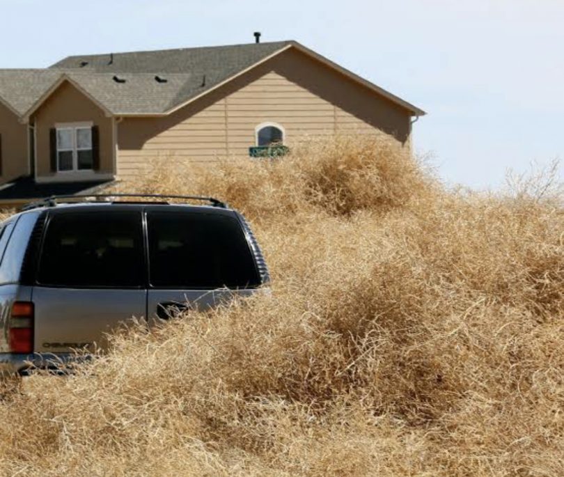 Hairy panic weed smothering car and home in Wangaratta.