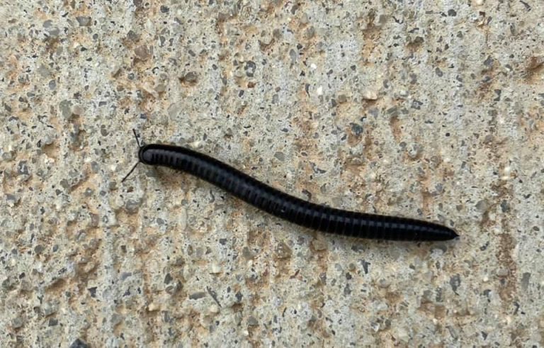 'Bizarre' millipede plague wreaks havoc in NSW and ACT homes | About ...