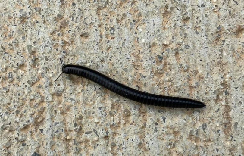 A millipede on ground.