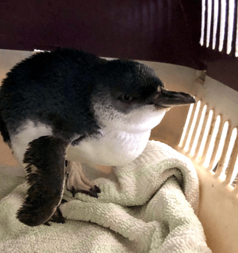 Be on the lookout for our feathered friends as penguin moulting season begins