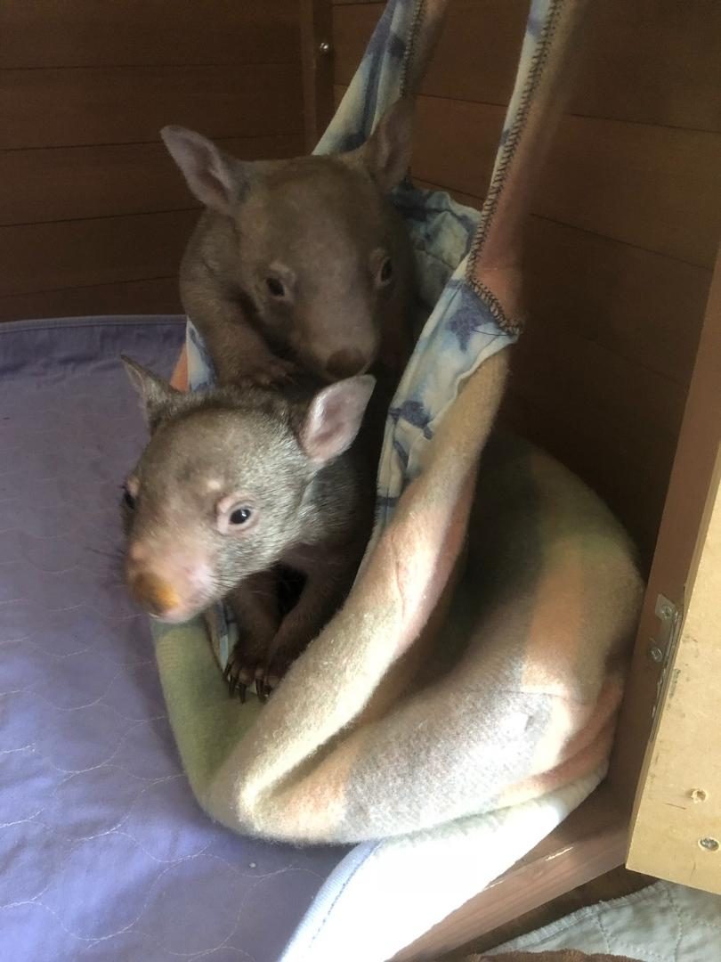Two wombats appear from a homemade pouch.