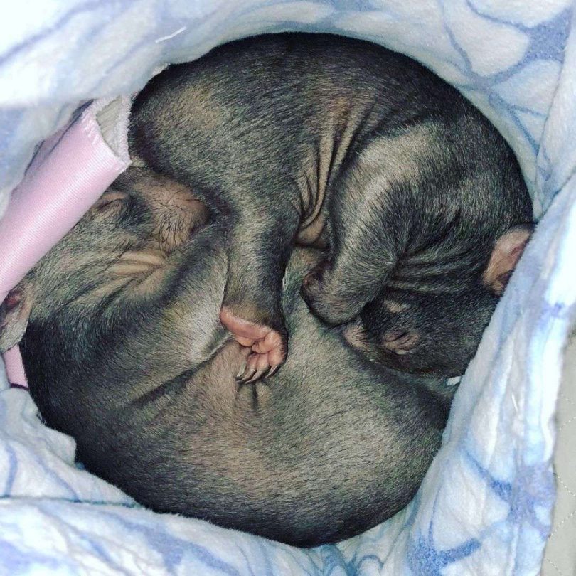 Two wombats in Belinda Perusic's care cuddle each other.