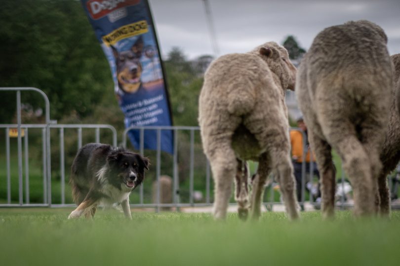 Border Collie Brack in action at National Sheep Dog Trial Championships.