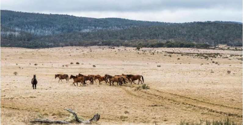 Wild horses on open plain