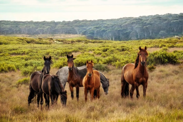 Wild horses in open plain