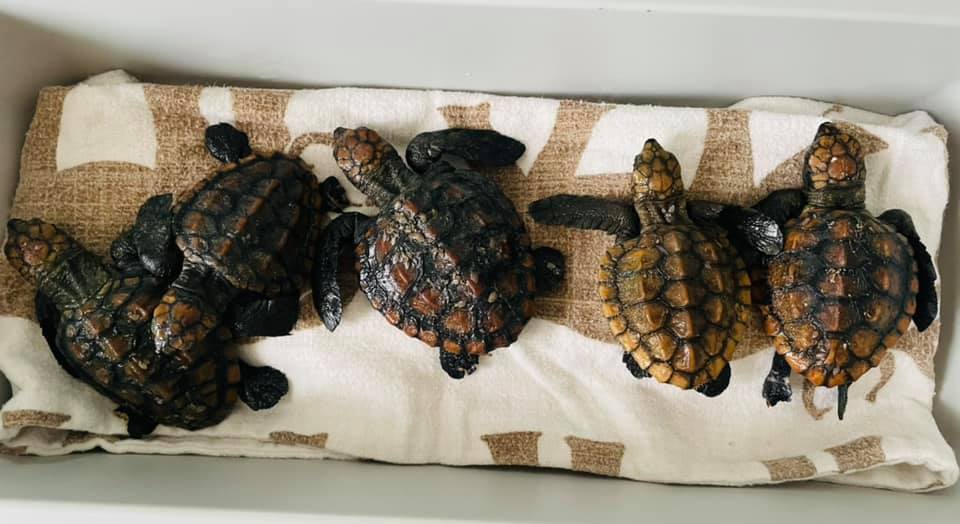 Tiny turtles find any port in a storm will do after being blown off course