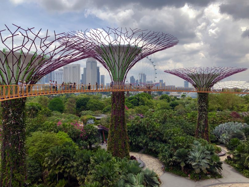 Supertree Grove in Singapore.
