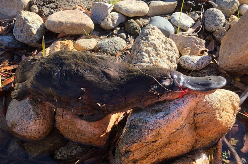 Plea to anglers after fishing line claims the life of platypus near Lake Jindabyne