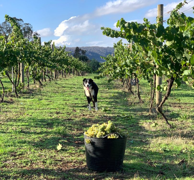 Border-collie dog with grapes from Lake George Winery