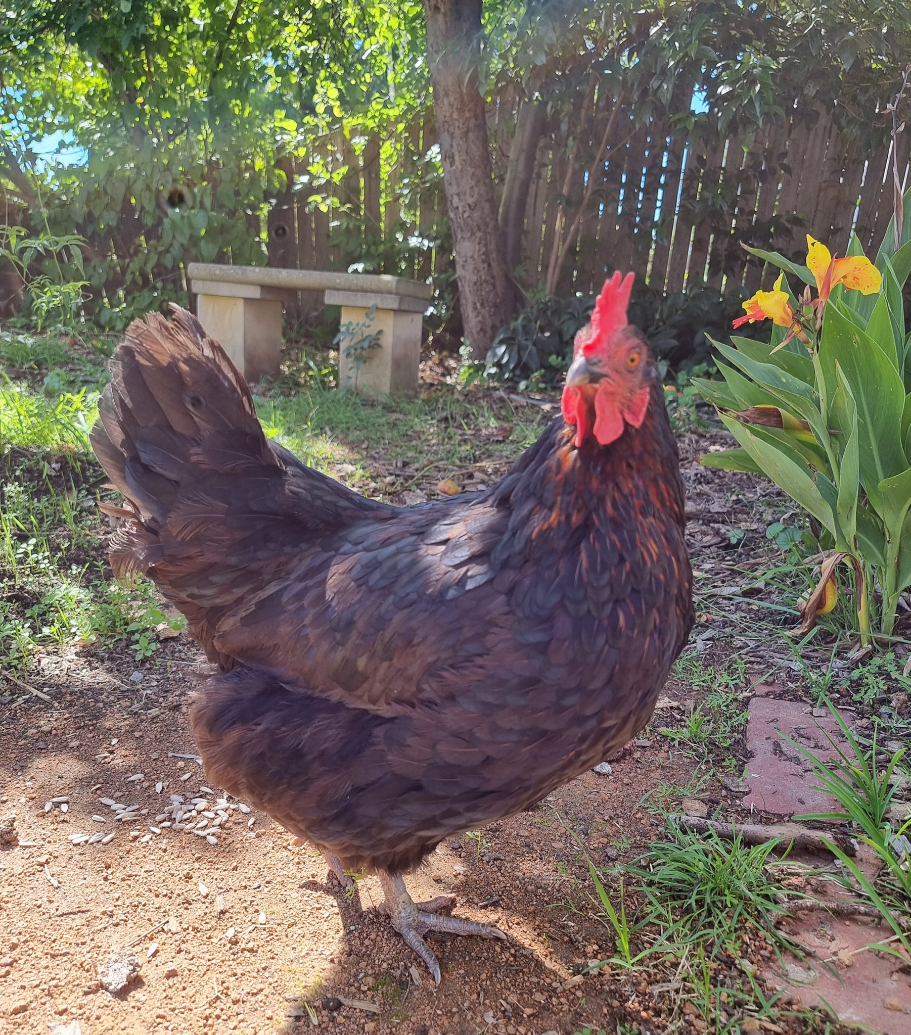 Feathers ruffled over curious case of Queanbeyan's missing chicken