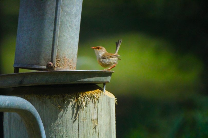 Small bird at feeder