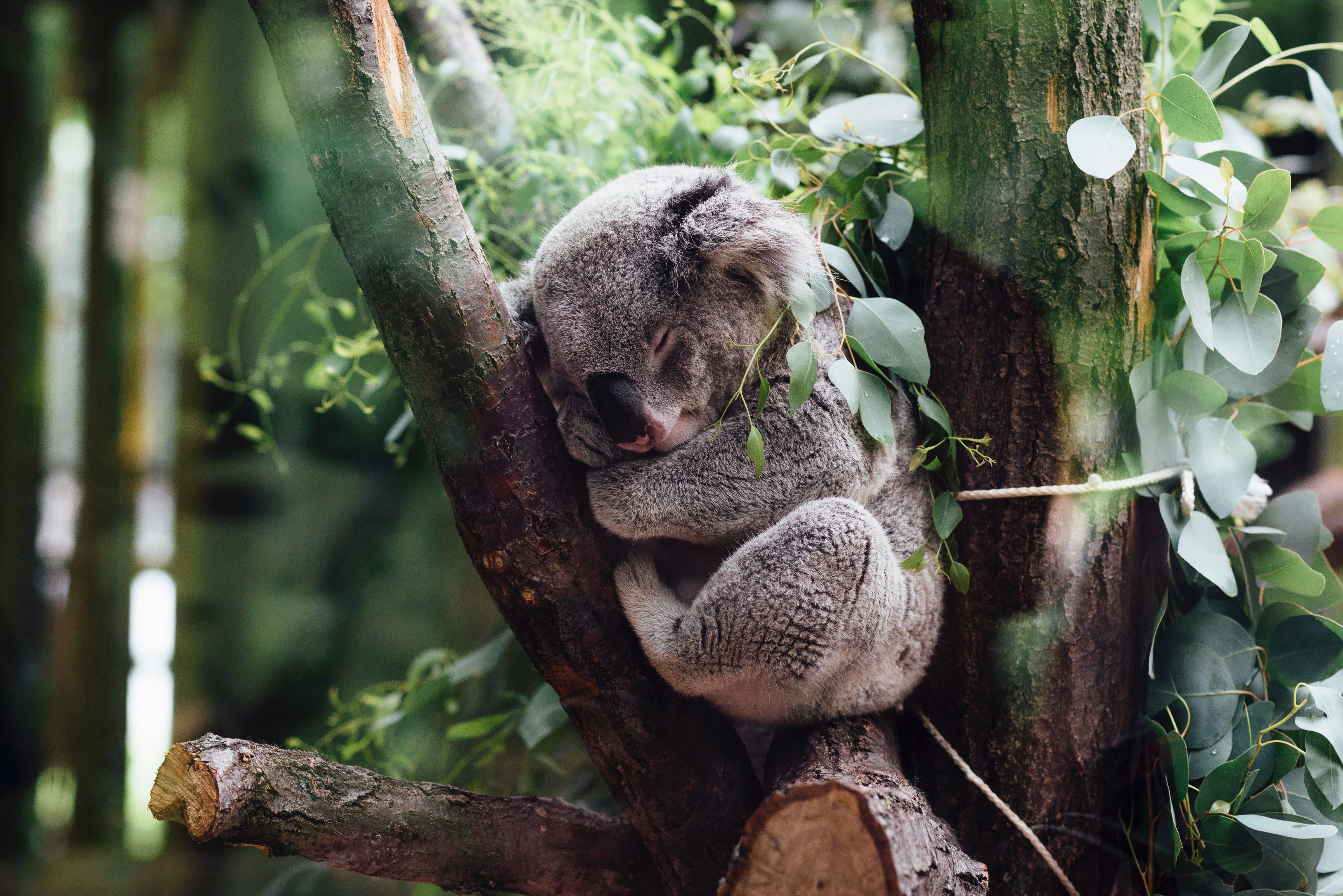 Alarming drop in Eurobodalla koala numbers prompts call for action