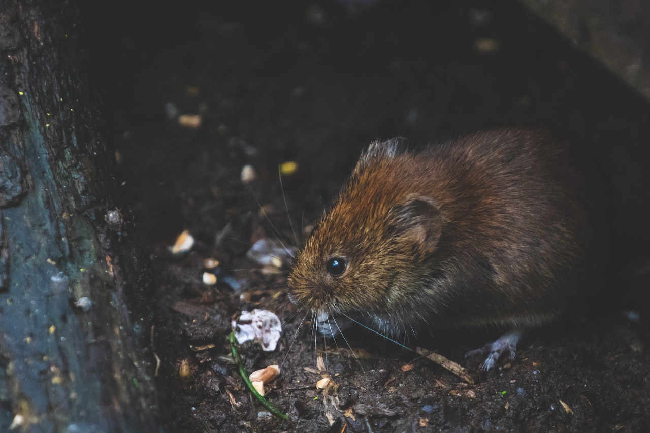 Coping with the psychological impact of mouse plagues