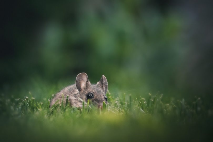 A mouse on grass