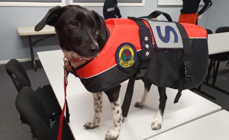 Sessy the dog from Harden Unit of the NSW State Emergency Service