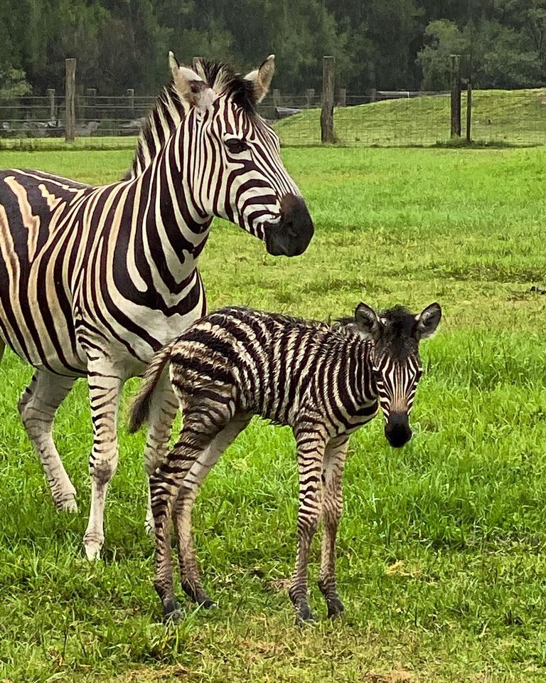 Zebra and foal at Mogo Wildlife Park