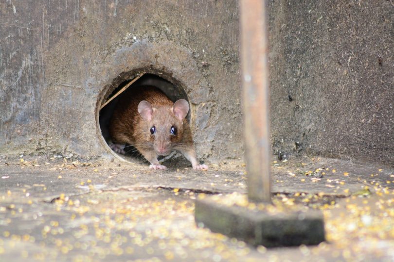 Mouse emerging from hole