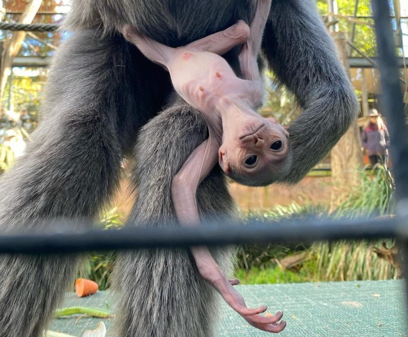 Baby silvery gibbon, Telo, hanging from its mother at Mogo Wildlife Park
