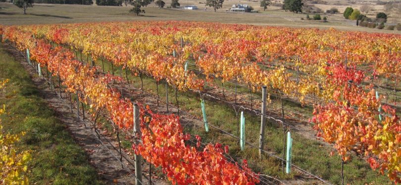 Vineyard at Kingsdale Wines in autumn