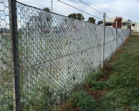 Spider webs on fence at Bigga rural property