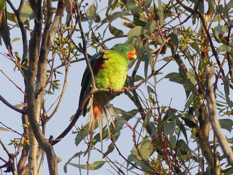 A swift parrot at home among the gum trees of Canberra