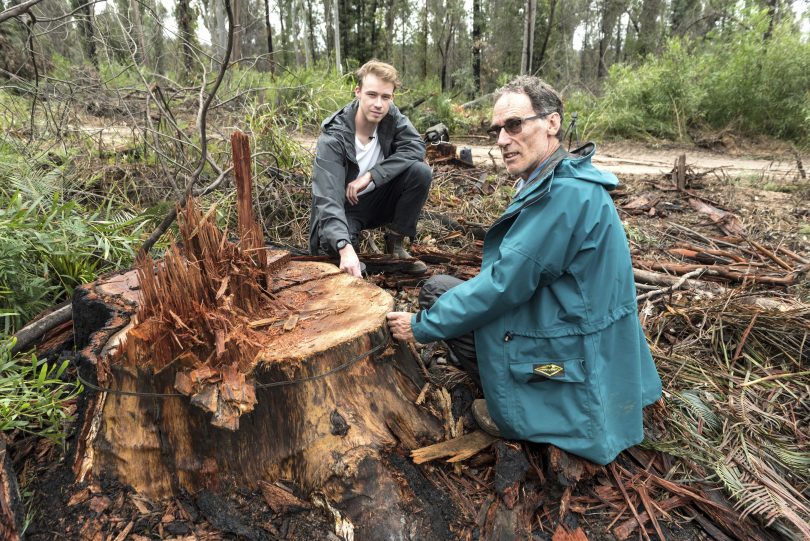Two men measuring tree stump in Mogo Forest