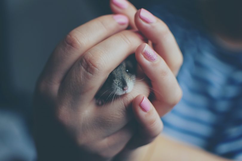 Cupped hands holding mouse
