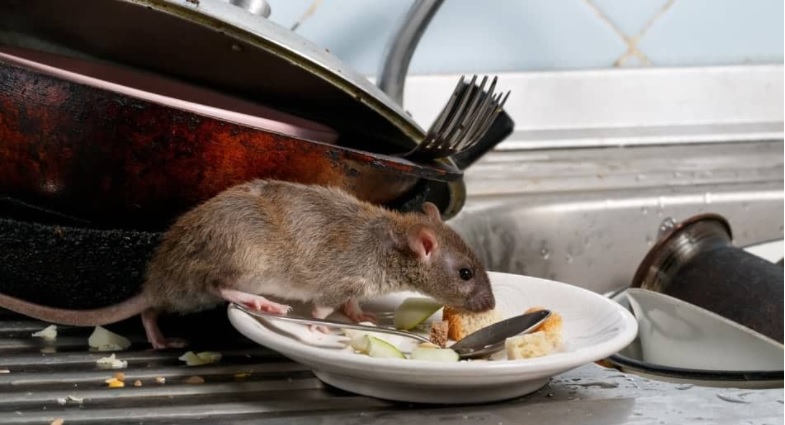 Plague of mice and rats