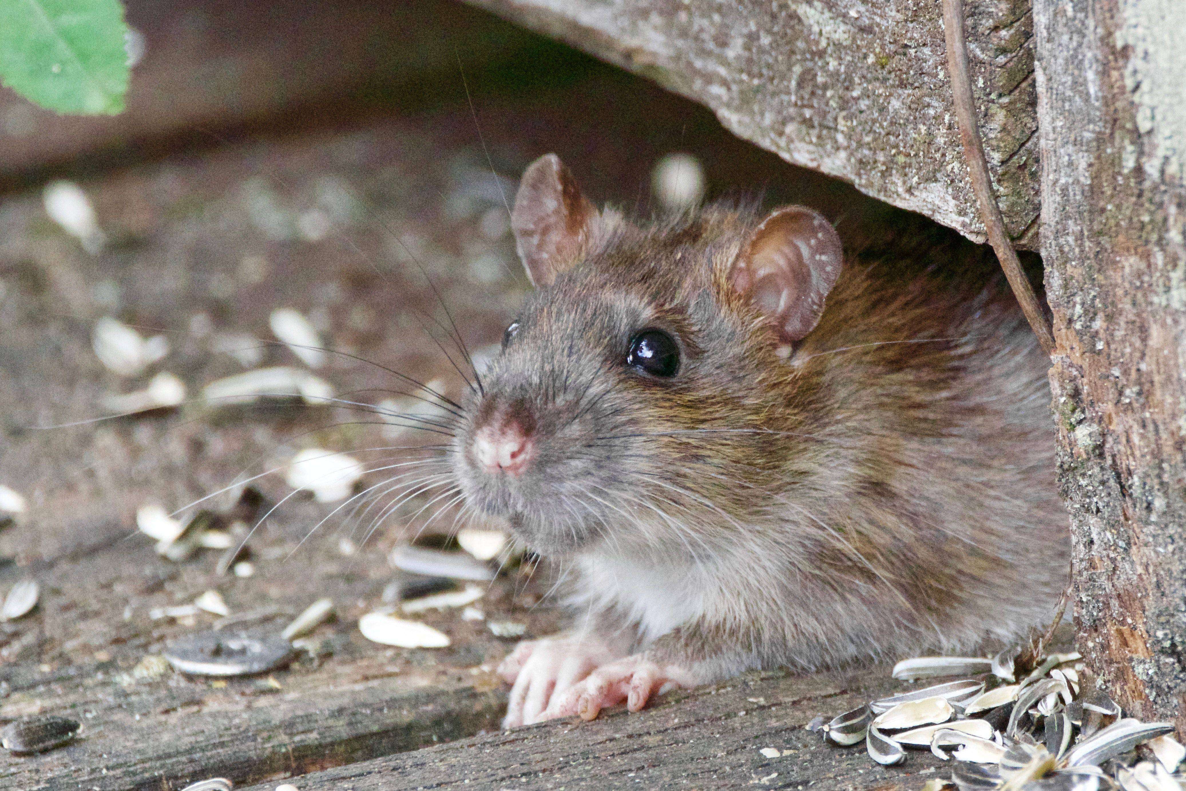 NSW Government's $50 million mouse plague package potentially putting other animals at risk
