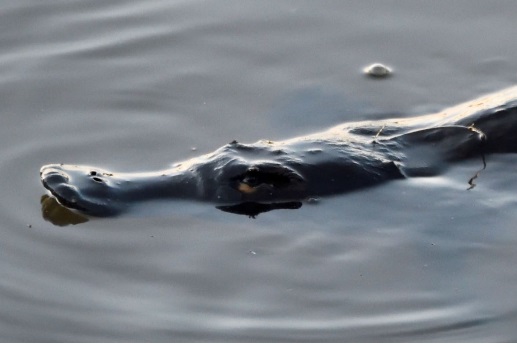 Platypus at Jerrabomberra Creek with a fishhook in its back